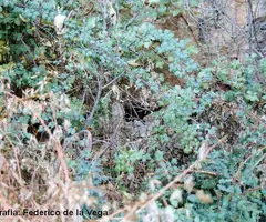Fotografia de FIGUERA PETITA,  COVA DE LA (1 de 1)
