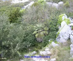 Fotografía de MARGALLÓ, AVENC DEL (1 de 7)