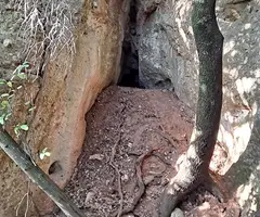 Fotografia de LLIMACS, COVA DELS (2 de 3)