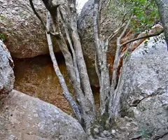 Fotografia de CANAL DELS BOIXOS, COVA DE LA (1 de 1)