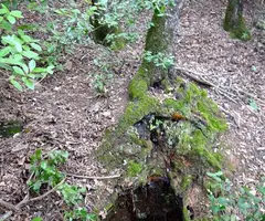 Fotografia de QUEIXAL DEL PORC, AVENC DEL (1 de 1)