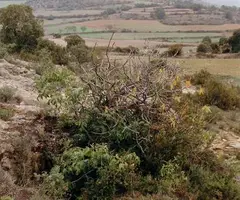 Photographie de SANT MIQUEL, COVA DE (1 sur 10)