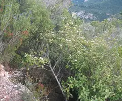 Photographie de CARENA DELS PITEUS, POUETÓ DE LA (1 sur 4)