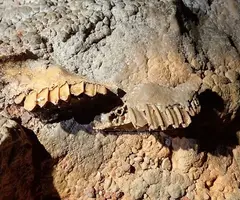 Fotografía de ESPELMA, COVA DE L' (4 de 6)