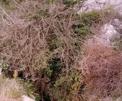Fotografia de PAPALLONA, AVENC DE LA (1 de 1)