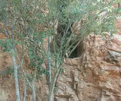 Fotografia de CONQUETA, FORAT DE LA (3 de 5)