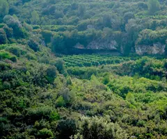 Fotografia de LLARGA, COVA (2 de 3)