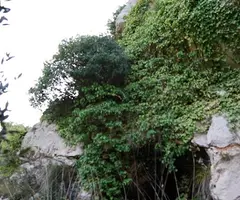 Photograph of CARXOL, COVA DEL (1 of 5)