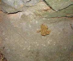 Photographie de CACO, FORAT DEL (11 sur 13)