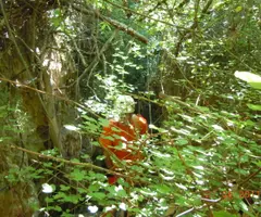 Fotografia de BARRANC DE FAMIDES, COVA DEL (1 de 8)
