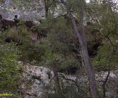 Fotografia de POU, COVA DEL (1 de 1)