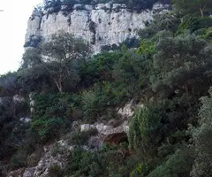 Fotografia de BASSIOL, COVA DEL (1 de 6)