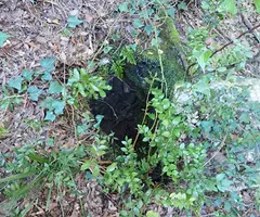 Fotografia de TALPETS, AVENC PETIT DELS (1 de 4)