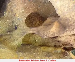 Photographie de FALCIOTS, BALMA DELS (4 sur 5)