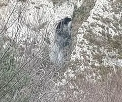 Photographie de ROSET, COVA DE (2 sur 7)