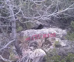 Fotografia de ESCALFOR, AVENC DE L' (1 de 5)