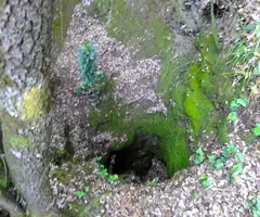 Fotografía de BARBOTERA, AVENC DE LA (1 de 1)