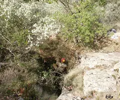 Fotografía de GRALLERA, FORAT DE LA (8 de 9)