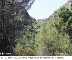Fotografia de GEGUINS, COVA DE (15 de 15)