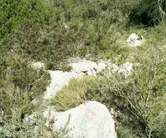 Fotografía de PLA DE SOTS, AVENC DEL (1 de 6)
