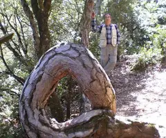 Fotografía de PINS CARGOLATS, AVENC DELS (1 de 4)