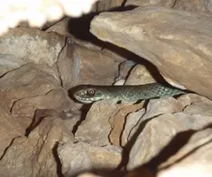 Fotografia de SERP, AVENC DE LA (4 de 5)