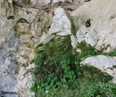 Fotografía de CINGLE DE L'ABELLERA, COVA DEL (5 de 6)