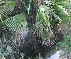 Fotografía de PALMERA, AVENC DE LA (1 de 2)