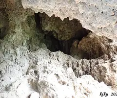 Fotografia de TOSQUES DEL GLORIETA, COVA DE LES (2 de 4)