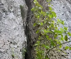 Fotografia de BESTRAL, COVA Nº2 DE (1 de 5)