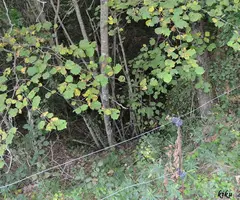 Photograph of RATAFIA, FORAT DE LA (1 of 4)