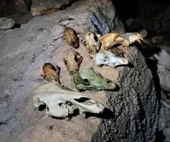 Fotografia de COMA D'EN GENER, QUERANT DE LA (4 de 4)
