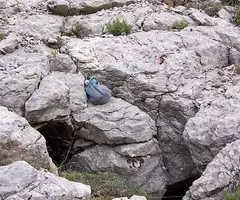 Fotografía de MOSCA, AVENC DE LA (1 de 2)