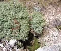 Fotografía de MAQUIS, AVENC DEL (1 de 1)
