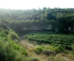 Fotografia de LLARGA, COVA (1 de 3)
