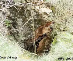 Photographie de NIL DE LA RIBA, COVA D'EN (8 sur 11)