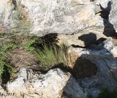 Fotografía de ALZINES, ESQUERDA DE LES (2 de 2)