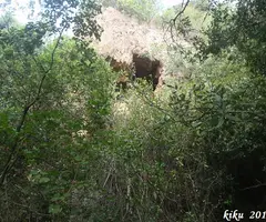 Fotografia de TOSQUES DEL GLORIETA, COVA DE LES (1 de 4)