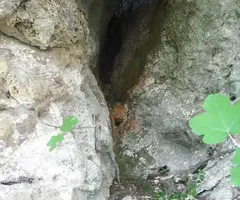 Fotografia de BARCA, COVA DE LA (2 de 3)