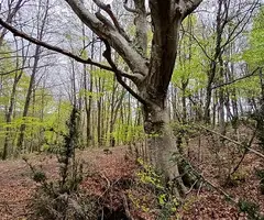 Fotografia de COLL DE L'ALEC, AVENC DEL (1 de 6)