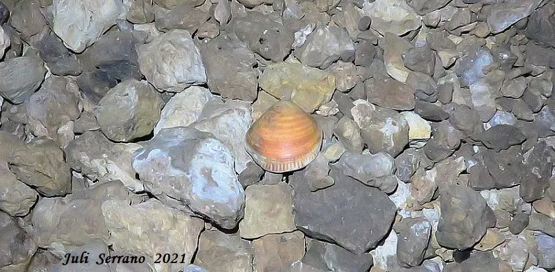 Fotografia de PEIXET, COVA D'EN (11 de 35)
