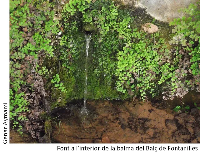 Photographie de BALÇ DE LES FONTANILLES, BALMA (3 sur 3)