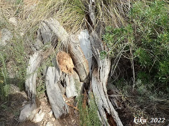 Fotografia de ROCA NEGRA, AVENC DE (4 de 8)