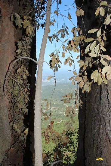 Fotografia de GALLARET-CAPETA, ESCLETXA (4 de 4)