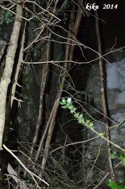 Photograph of RATAFIA, FORAT DE LA (2 of 4)