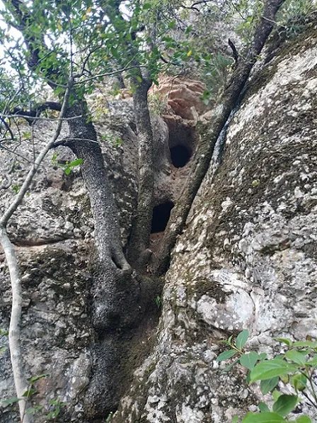 Fotografía de MERCÈS, COVA DE LES (1 de 1)