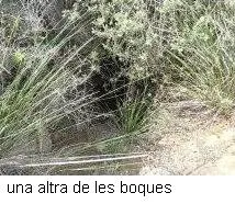Fotografia de QUATRE FORATS, AVENC DELS (3 de 11)