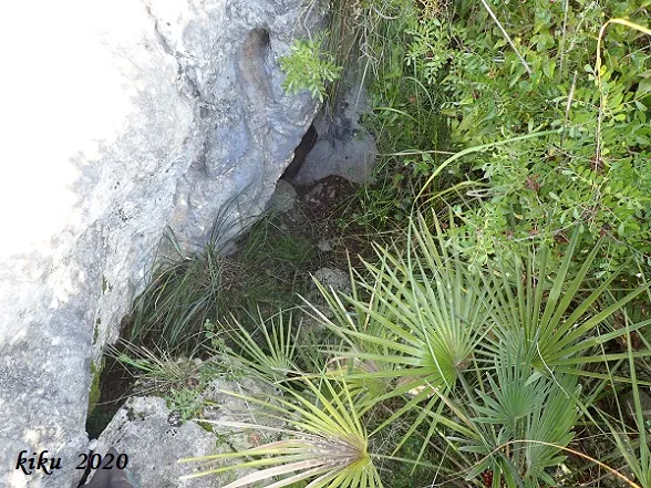 Fotografia de PELAGONS, AVENC DELS (2 de 4)