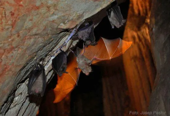 Fotografia de NEGRA DE TRAGÓ, COVA (11 de 12)