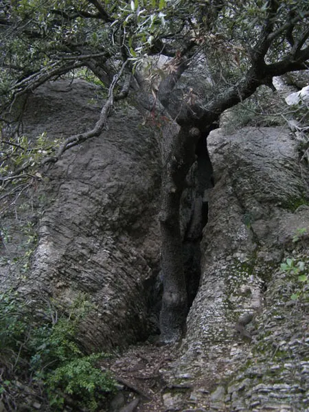 Fotografía de ERMITANS, COVA DELS (4 de 8)